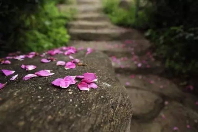 春晓作者是谁什么朝代（春晓创作背景介绍）