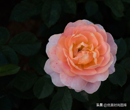 形容花的句子发朋友圈（关于花的文案句子简短）