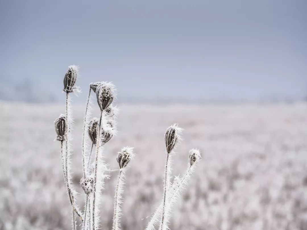 描写雪景的诗句古诗大全（关于雪的诗句欣赏）