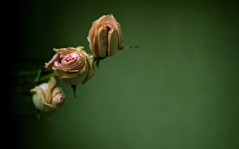 朋友真心换真心的经典句子（相互对待的28条精辟语录）