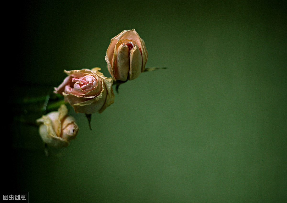 朋友真心换真心的经典句子（相互对待的28条精辟语录）