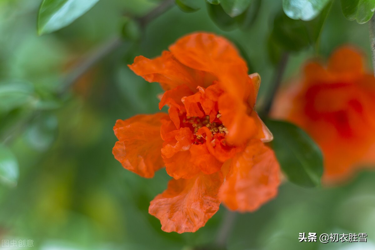 玫瑰花的诗句最著名的（发玫瑰花朋友圈的配词）