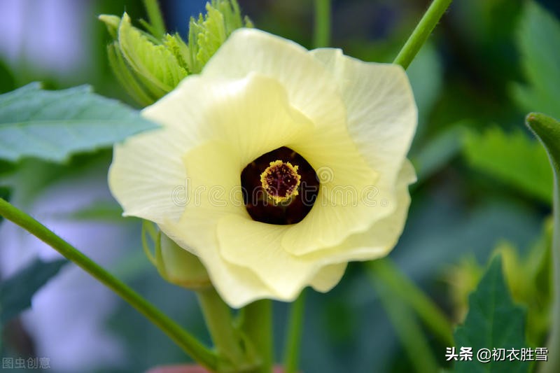 玫瑰花的诗句最著名的（发玫瑰花朋友圈的配词）