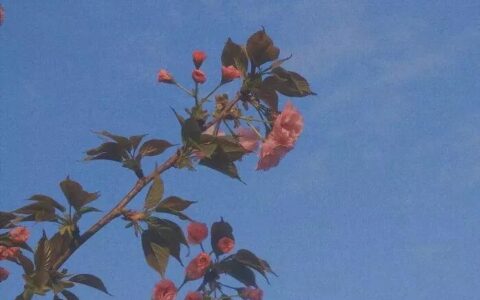 回忆过去美好的句子（回顾历史的优美句子好词好句）