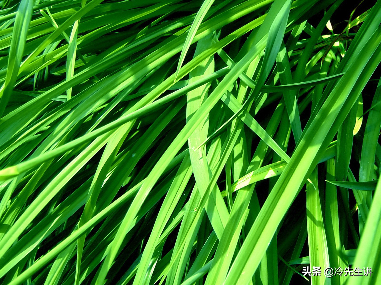 关于植物的成语有哪些（描写植物的短句欣赏）