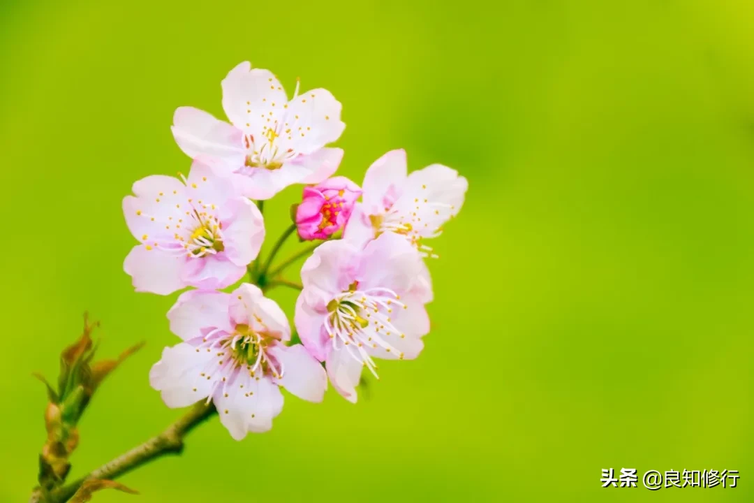 樱花经典诗句（古人写樱花的古诗）