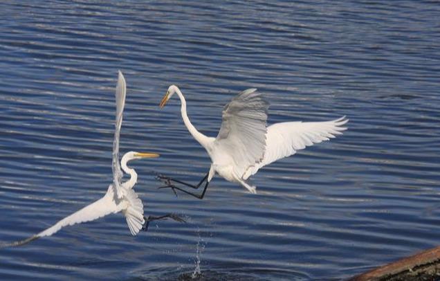 有海有山的诗句（形容山和海的优美句子）