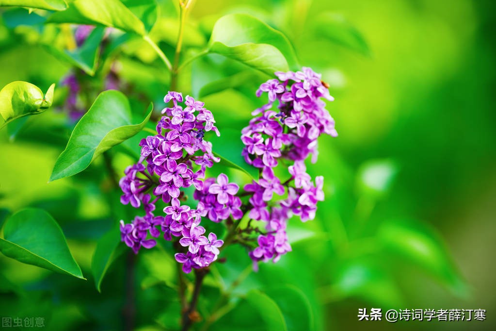 带春的诗句有哪些（关于春天的诗句大全）