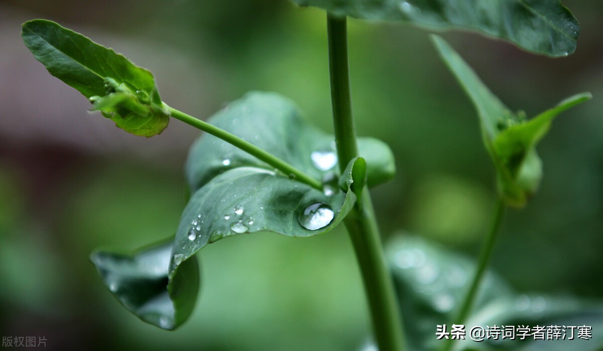 带春的诗句有哪些（关于春天的诗句大全）