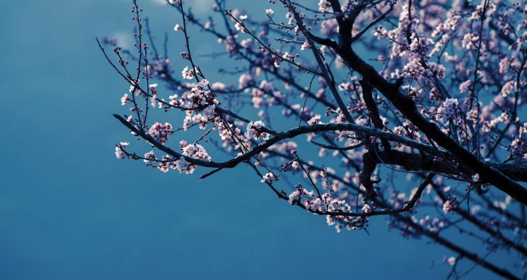 梅花诗句经典名句（描写梅花的诗词名句）