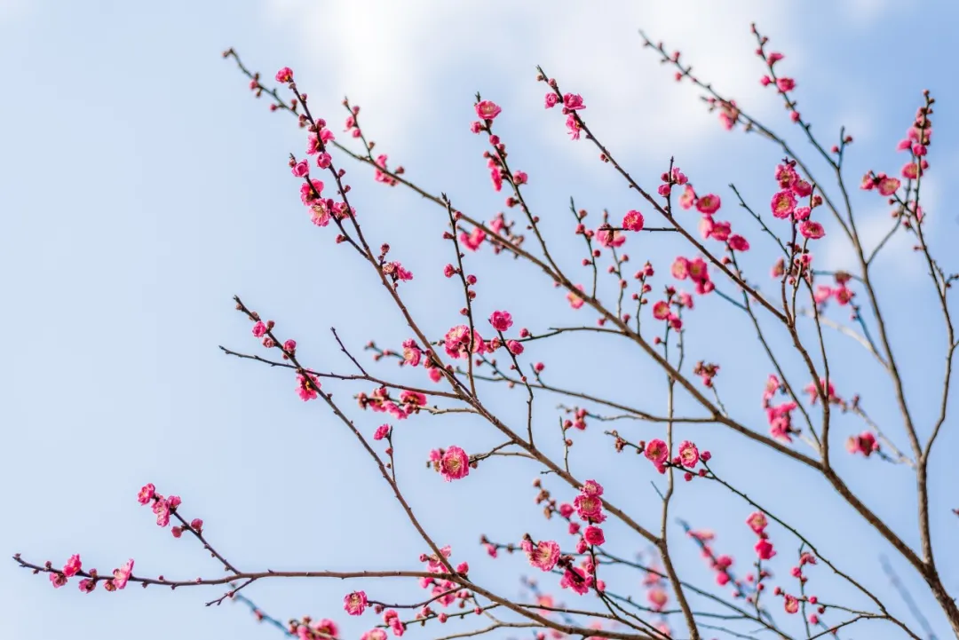 梅花诗句经典名句（描写梅花的诗词名句）