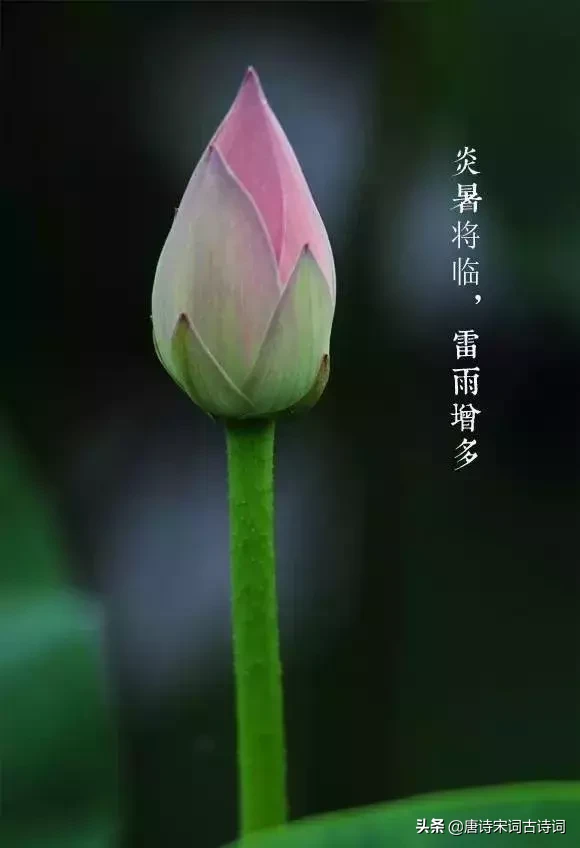 描写初夏的诗句古诗（夏天诗句大全集）