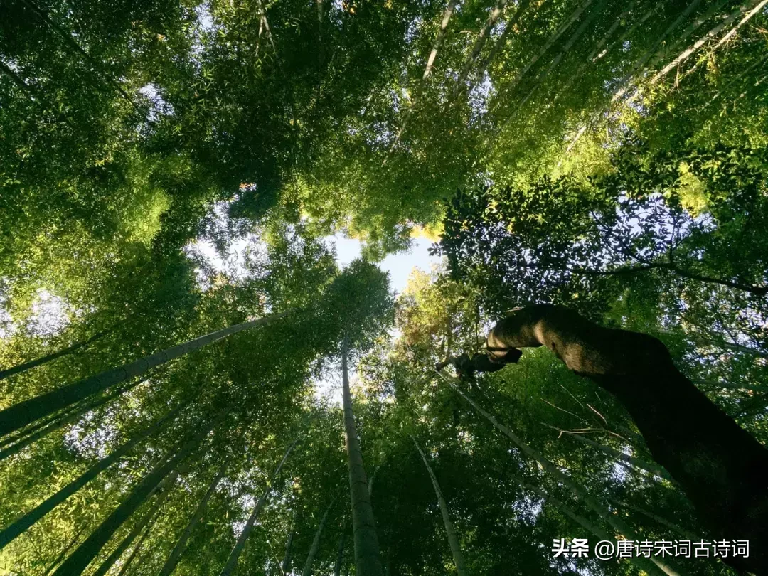 描写初夏的诗句古诗（夏天诗句大全集）