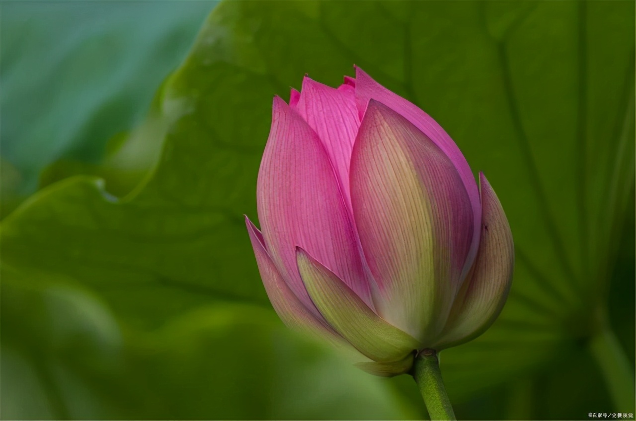 无私奉献的诗句有哪些（关于默默奉献的诗句）