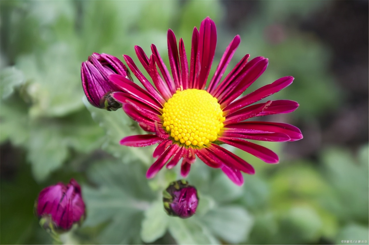 无私奉献的诗句有哪些（关于默默奉献的诗句）