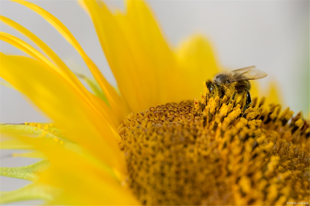 无私奉献的诗句有哪些（关于默默奉献的诗句）