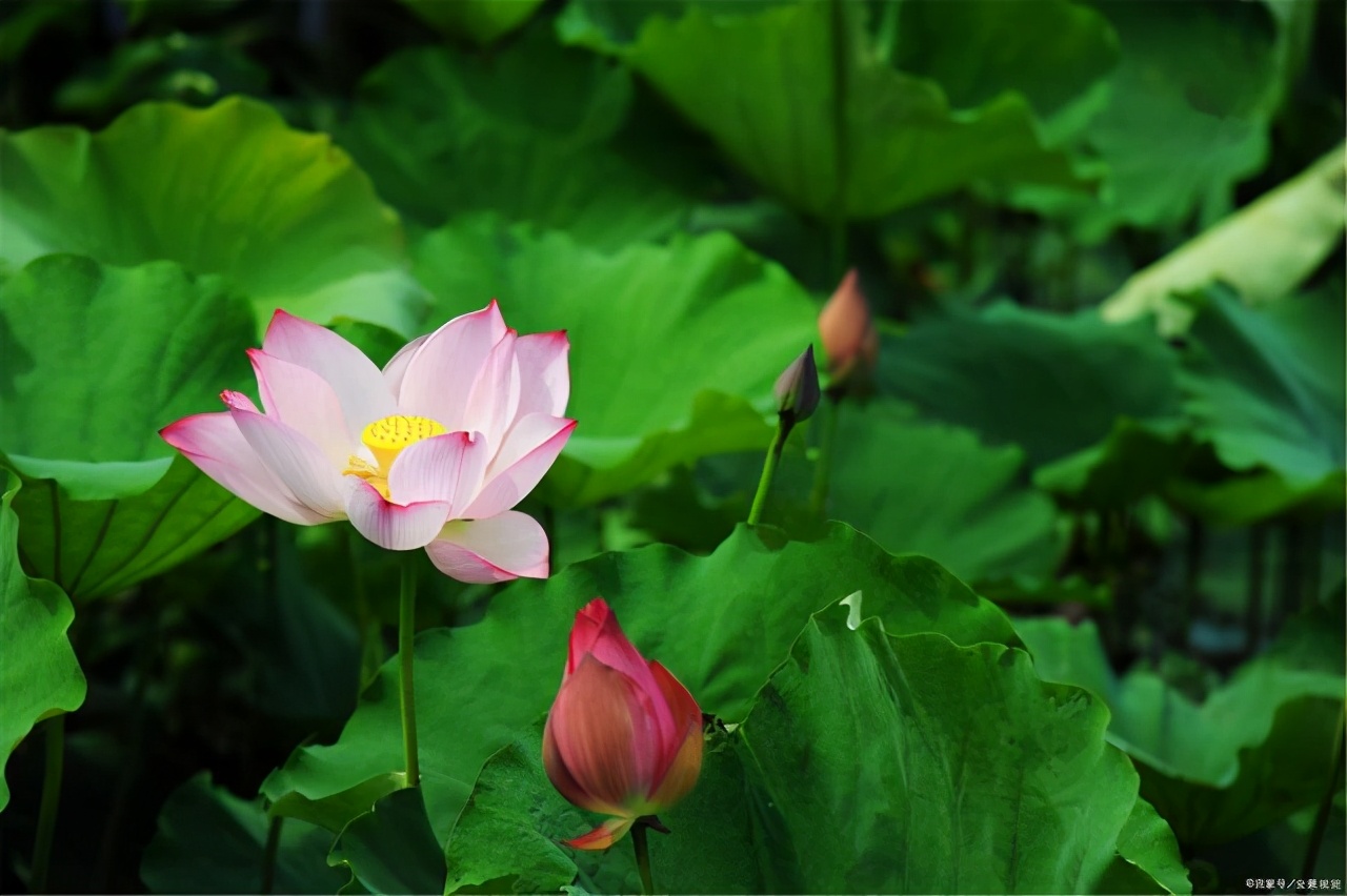 无私奉献的诗句有哪些（关于默默奉献的诗句）