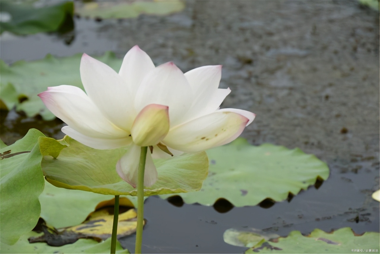 无私奉献的诗句有哪些（关于默默奉献的诗句）