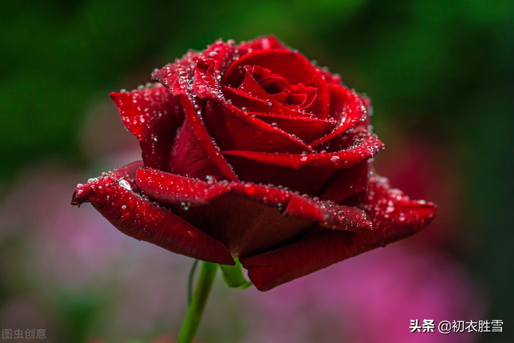 玫瑰的诗句千古名句（赞美玫瑰花的一首诗）