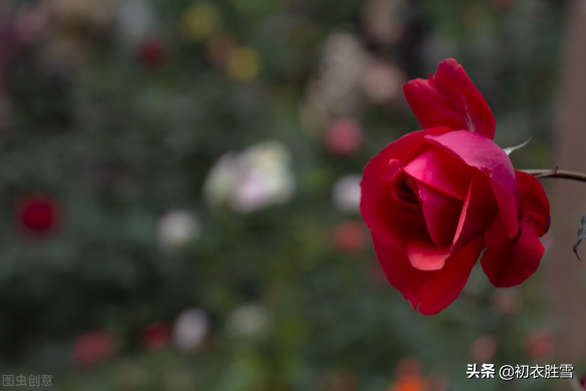 玫瑰的诗句千古名句（赞美玫瑰花的一首诗）