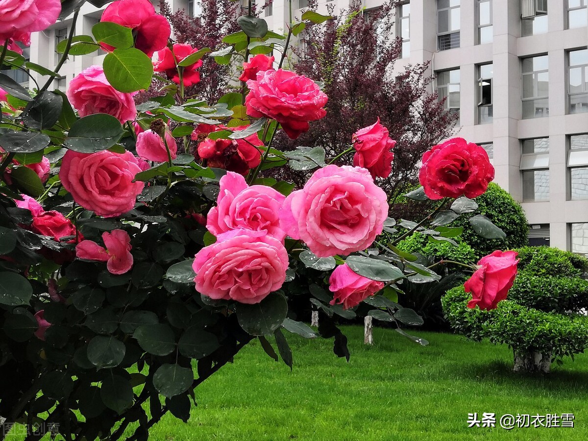 玫瑰的诗句千古名句（赞美玫瑰花的一首诗）