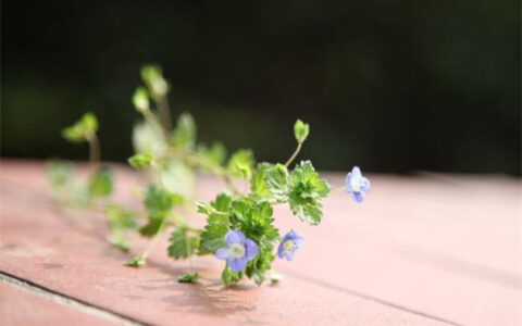 妈妈写儿子的生日祝福语（送给儿子生日的唯美祝福语）