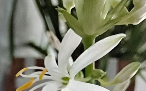 感遇张九龄原文赏析（感遇古诗词赏析）