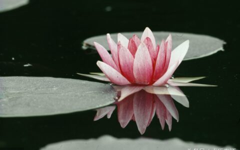 不作死就不会死下一句（作死的的经典句子）