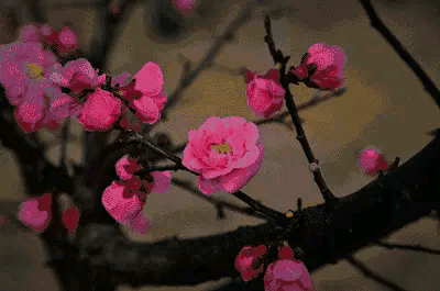 含有梅花的诗句有哪些（描写梅花的古诗句）