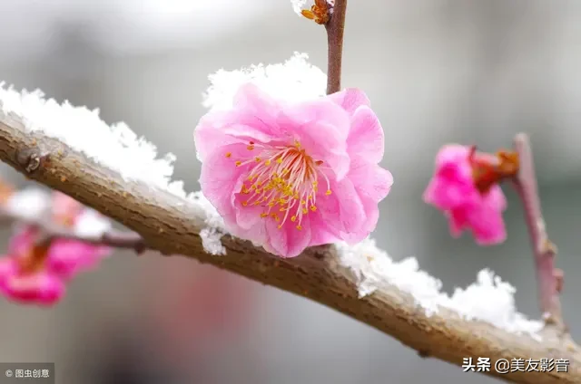 含有梅花的诗句有哪些（描写梅花的古诗句）