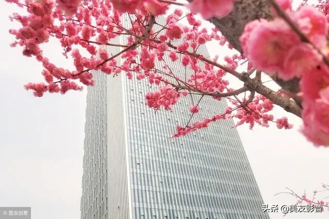 含有梅花的诗句有哪些（描写梅花的古诗句）