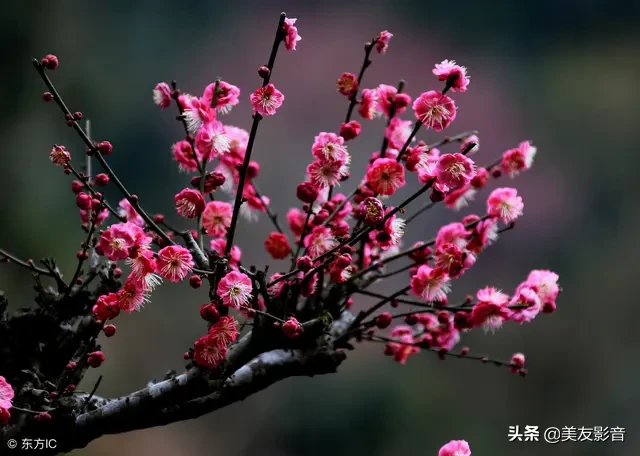含有梅花的诗句有哪些（描写梅花的古诗句）