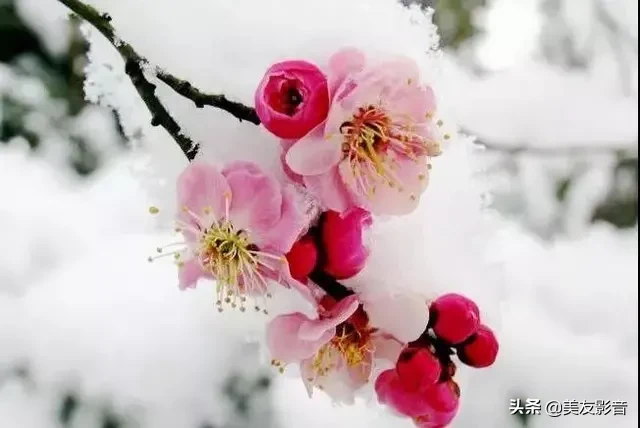 含有梅花的诗句有哪些（描写梅花的古诗句）