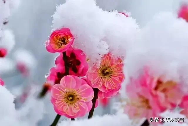 含有梅花的诗句有哪些（描写梅花的古诗句）