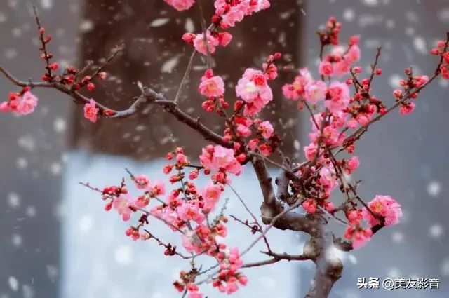 含有梅花的诗句有哪些（描写梅花的古诗句）