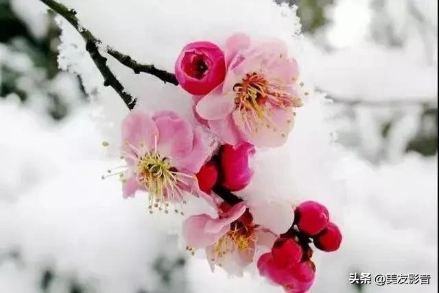含有梅花的诗句有哪些（描写梅花的古诗句）