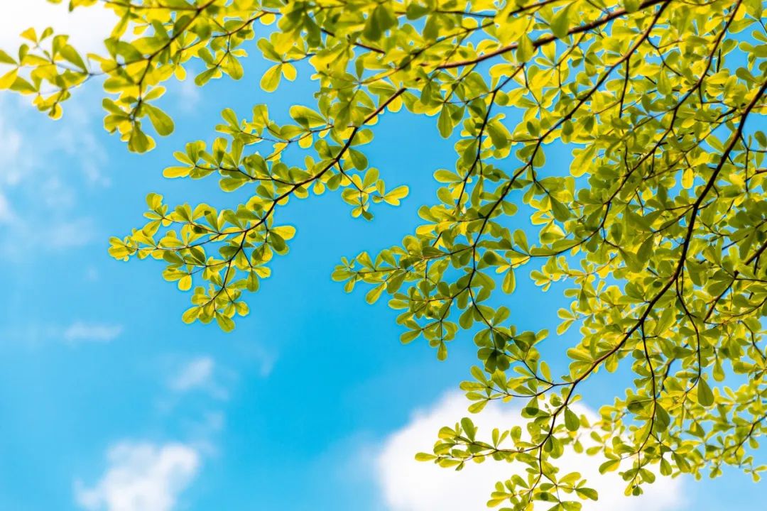 描写夏天景色的成语（赞美夏天景色的句子 ）