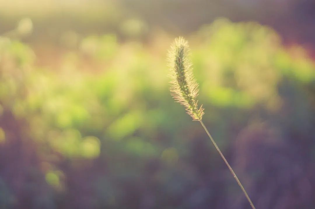 描写夏天景色的成语（赞美夏天景色的句子 ）