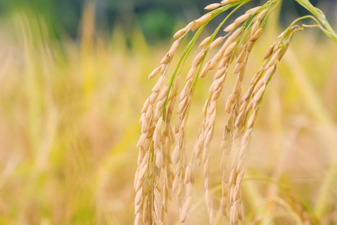 描写夏天景色的成语（赞美夏天景色的句子 ）