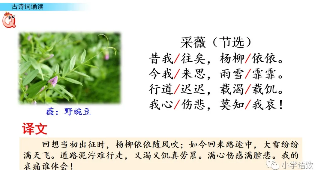 诗经采薇节选的意思是什么（诗经采薇全文解析）