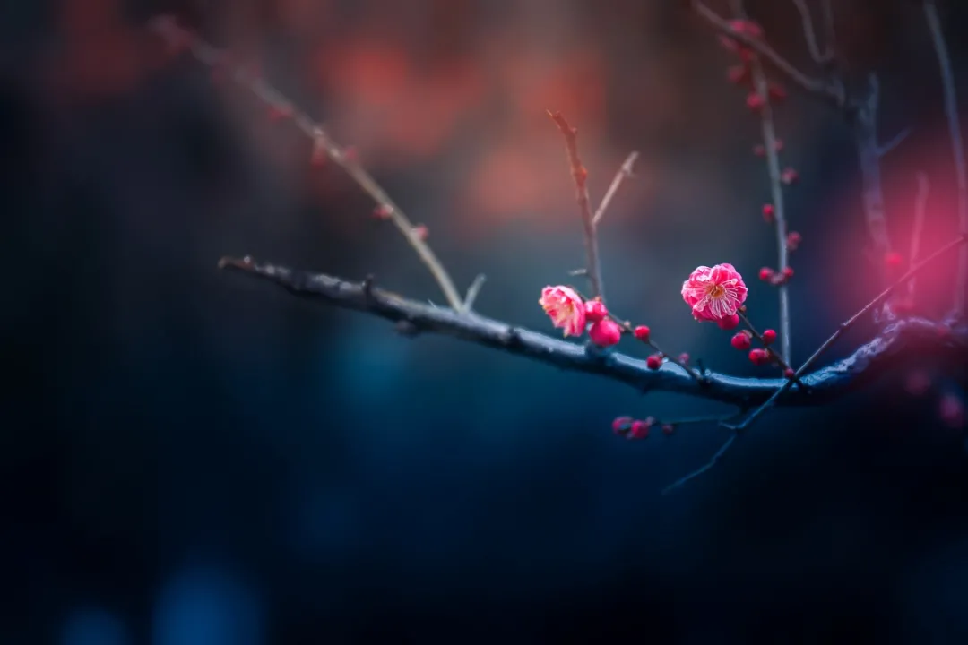形容梅花的优美句子（描写梅花的好词好句）
