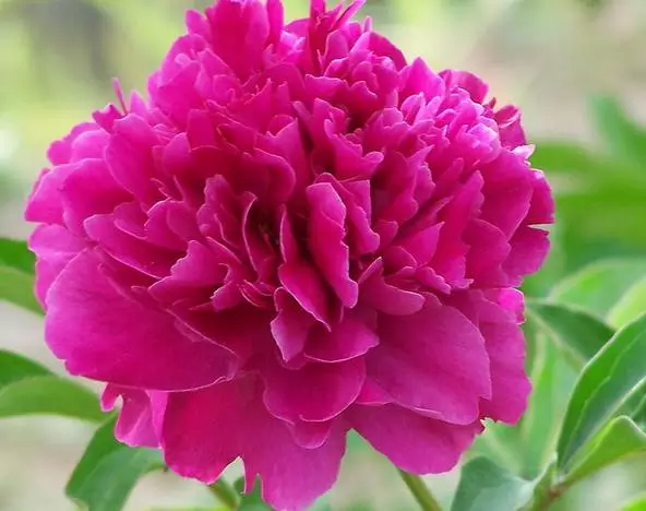 形容牡丹花的句子唯美（赞美牡丹花的优美短句）