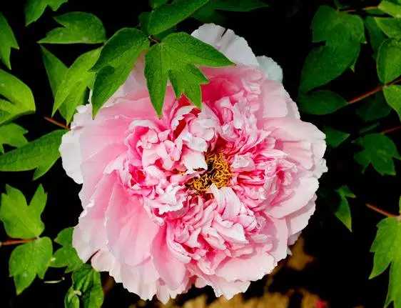 形容牡丹花的句子唯美（赞美牡丹花的优美短句）