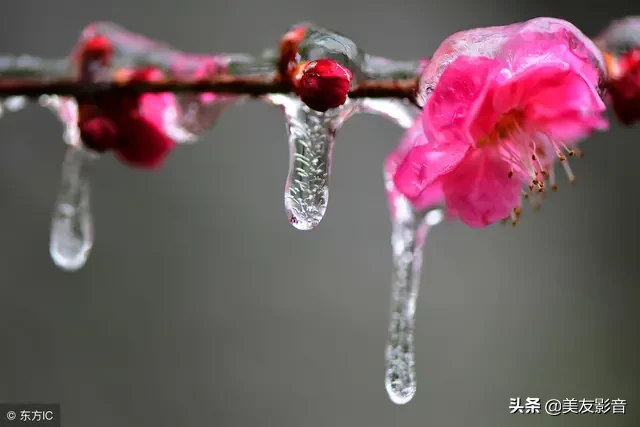 含有梅花的诗句有哪些（描写梅花的古诗句）