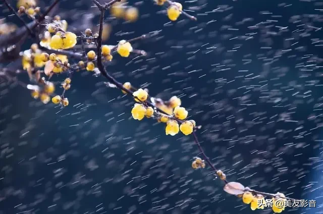 含有梅花的诗句有哪些（描写梅花的古诗句）