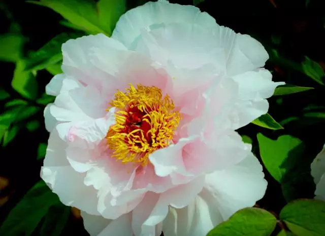 形容牡丹花的句子唯美（赞美牡丹花的优美短句）