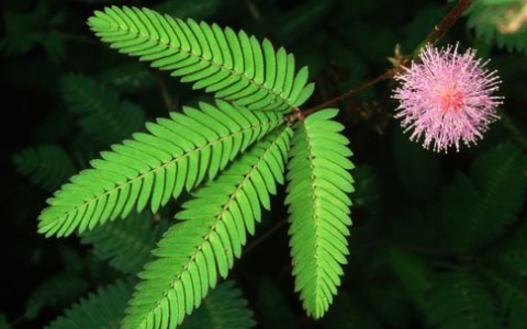 小学生现代诗歌摘抄（适合四年级摘抄的诗歌）