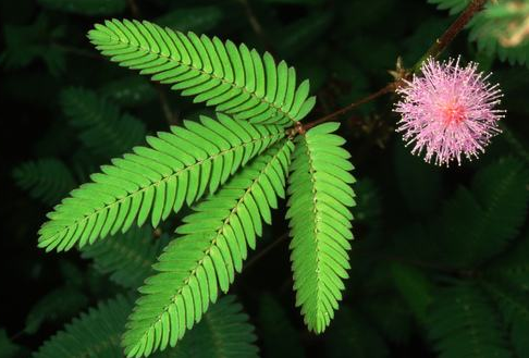 小学生现代诗歌摘抄（适合四年级摘抄的诗歌）