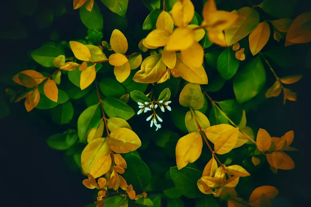 王维写的诗有哪些（王维最有意境的诗句）