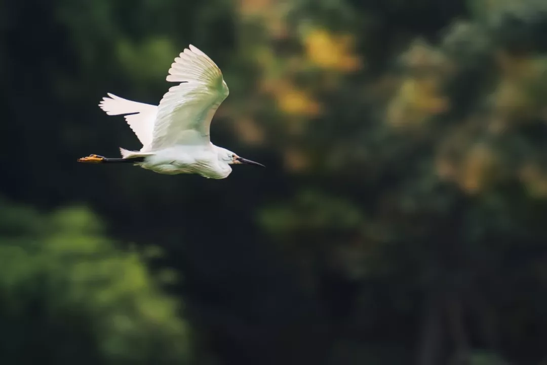 王维写的诗有哪些（王维最有意境的诗句）